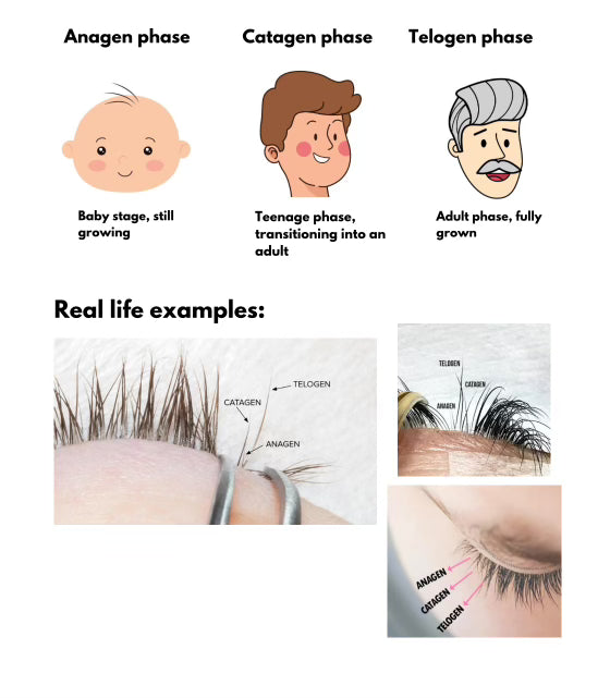 Lash Lift and Tint Handbook